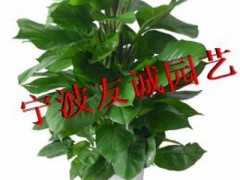寧波植物出租、寧波綠