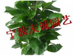 寧波植物出租、寧波綠植出租、寧波花木出租找友誠園藝